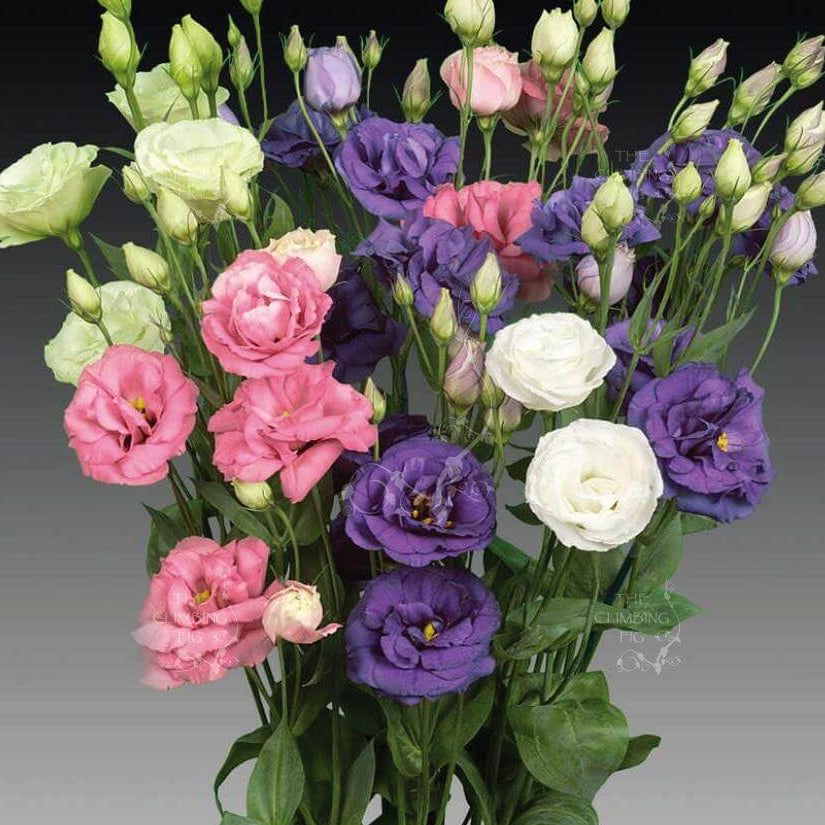 Lisianthus Seeds – Premium