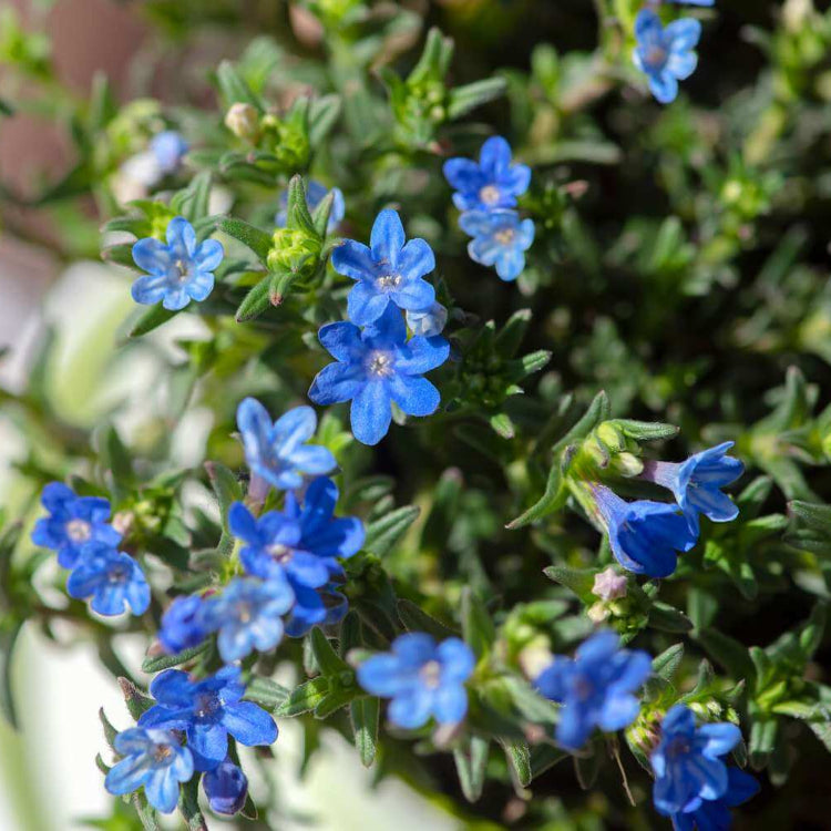 Lithodora Seeds - Flower Plant for Home Gardens