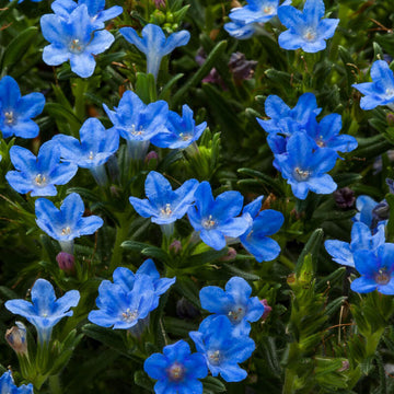 Lithodora Seeds - Flower Plant for Home Gardens