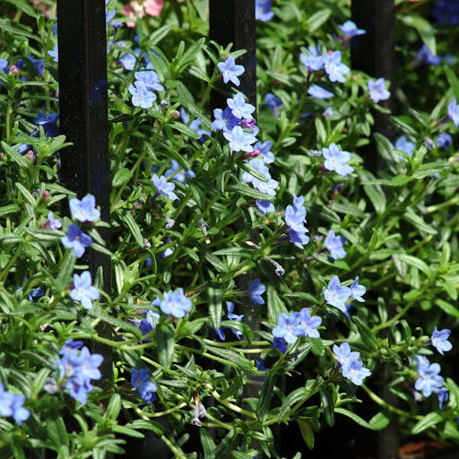 Lithodora Seeds - Flower Plant for Home Gardens