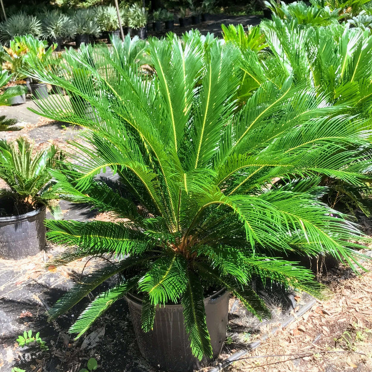 Living Fossil Plant Seeds