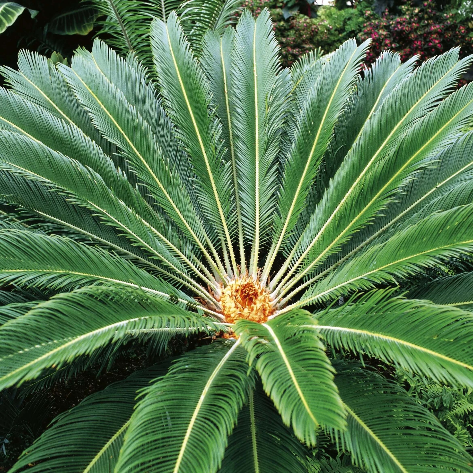 Living Fossil Plant Seeds