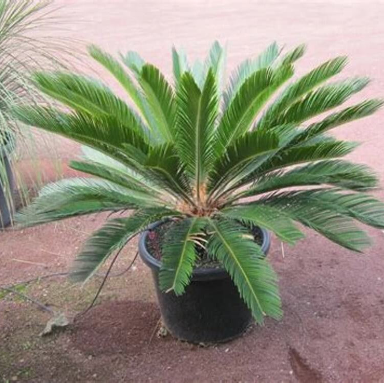 Living Fossil Plant Seeds
