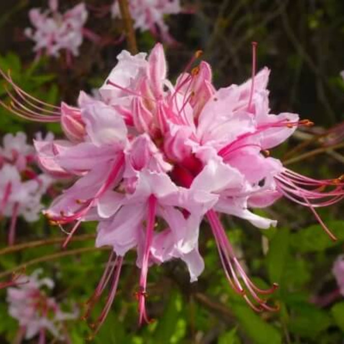 Llght Pink Azalea Seeds 