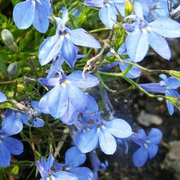 Lobelia Erinus Seeds - Flower Plant
