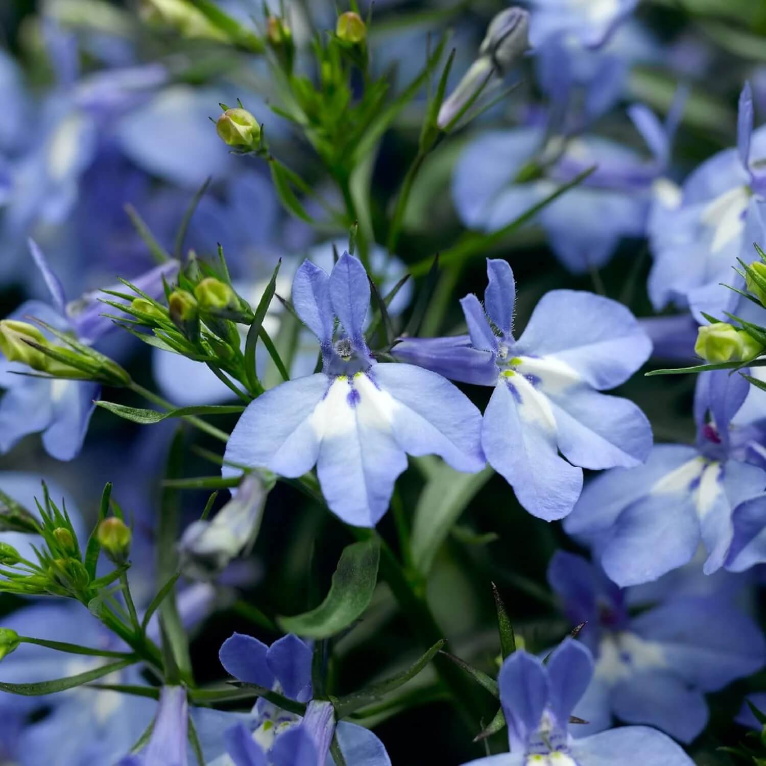 Lobelia Erinus Seeds - Flower Plant