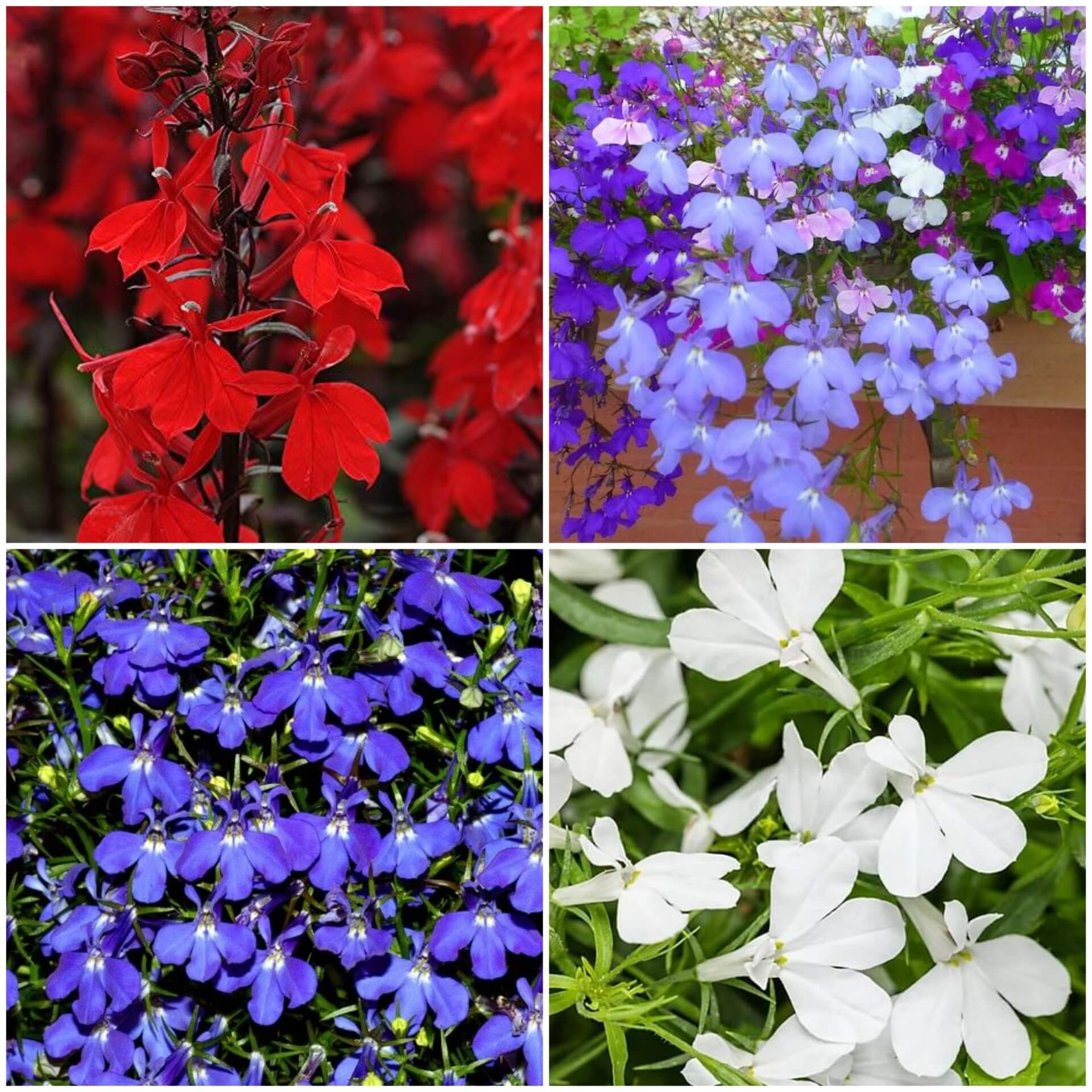 Lobelia Seeds - All In One For Home Gardens