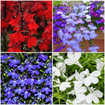 Lobelia Seeds - All In One For Home Gardens