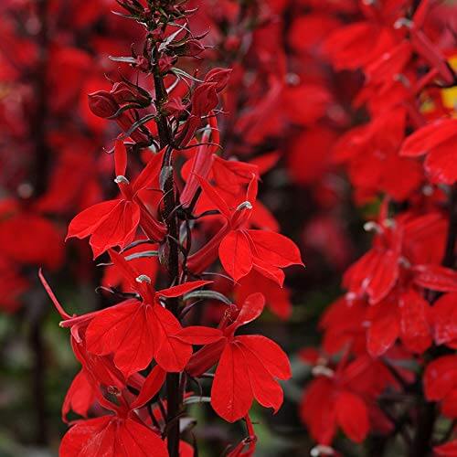Lobelia Seeds - All In One For Home Gardens
