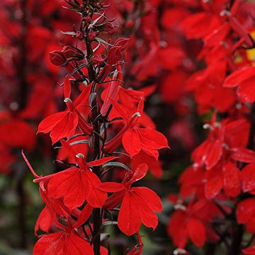 Lobelia Seeds - All In One For Home Gardens