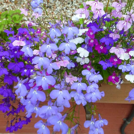 Lobelia Seeds - All In One For Home Gardens