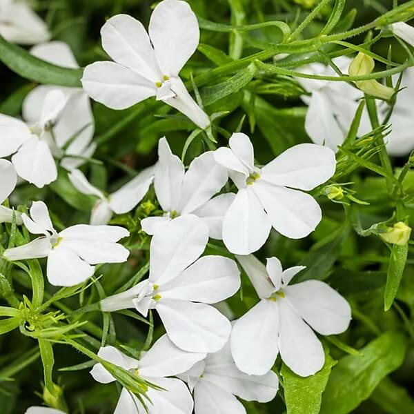 Lobelia Seeds - All In One For Home Gardens