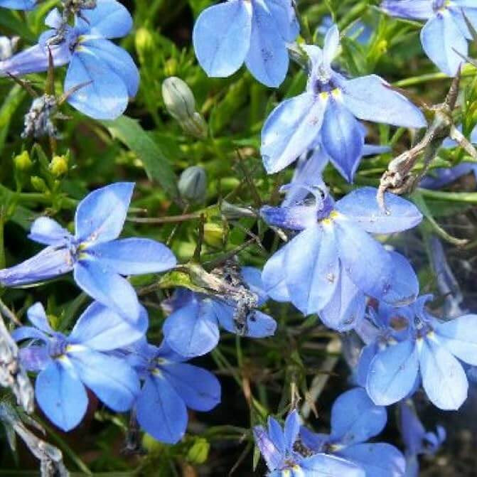 Lobelia Seeds – Blue & White Crest