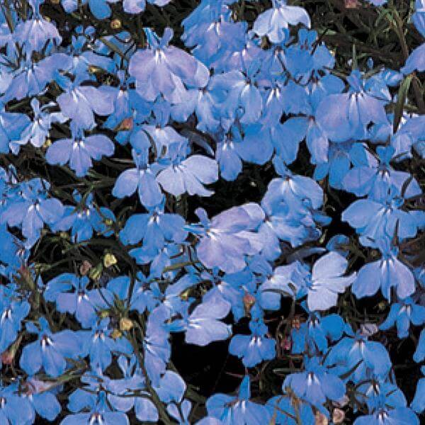 Lobelia Seeds – Blue & White Crest