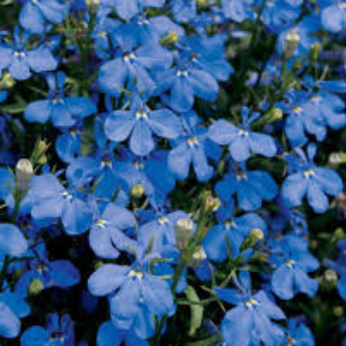Lobelia Seeds – Blue & White Crest