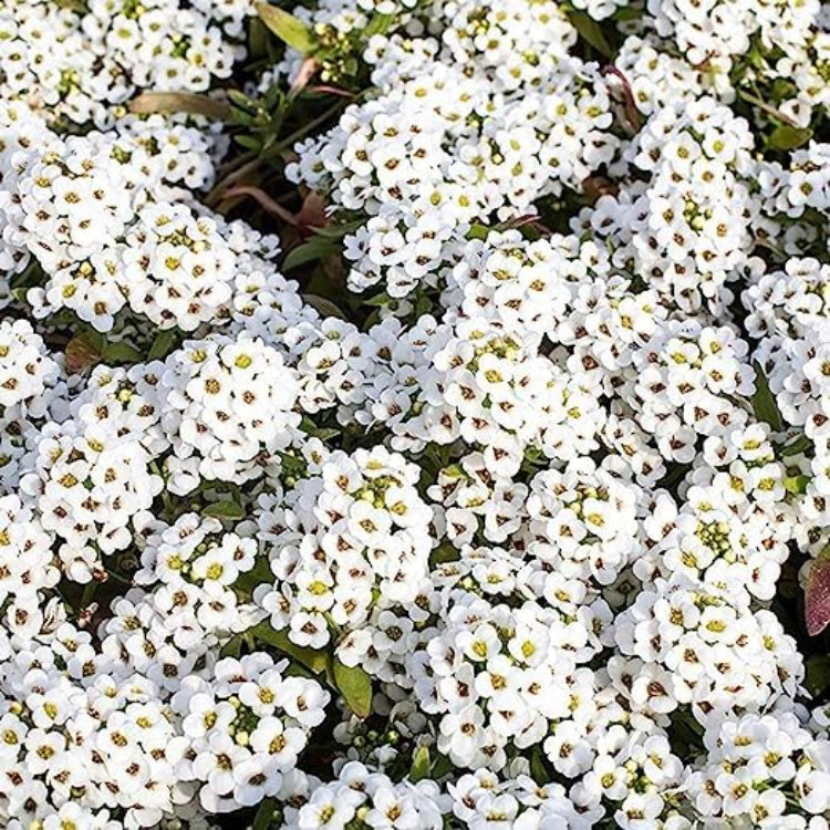 Lobularia maritima Alyssum Seeds 