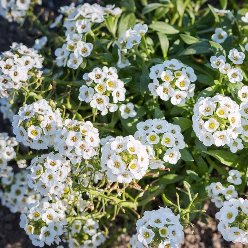 Lobularia maritima Alyssum Seeds 