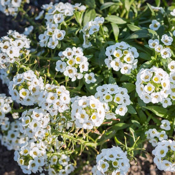 Lobularia maritima Alyssum Seeds 