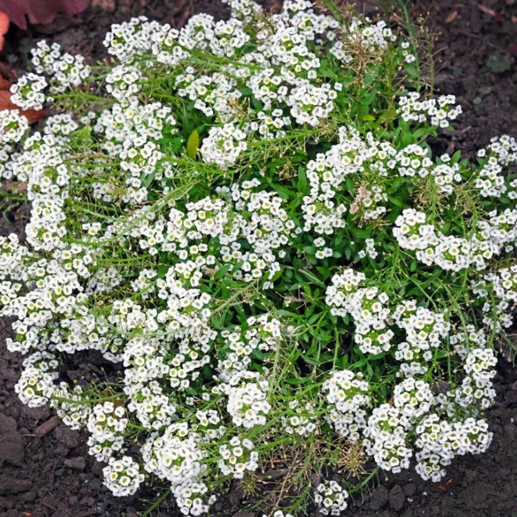 Lobularia maritima Alyssum Seeds 