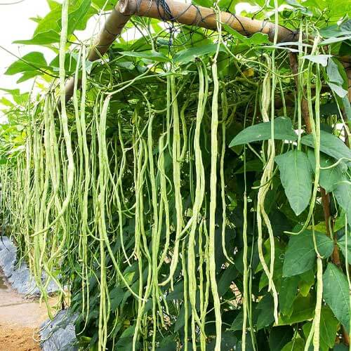 Long Bean Seeds