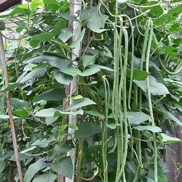 Long Bean Seeds