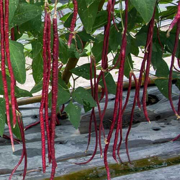 Long Bean Seeds – Red
