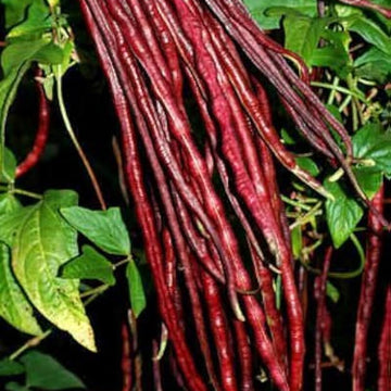 Long Bean Seeds – Red