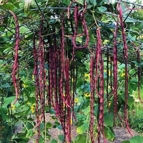Long Bean Seeds – Red