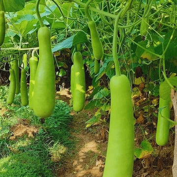 Long Bottle Gourd Seeds - Vegetable Plant