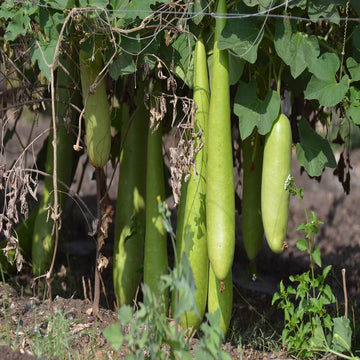 Long Bottle Gourd Seeds - Vegetable Plant