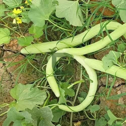 Long Melon Seeds - Vegetable Plant