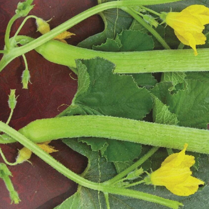Long Melon Seeds - Vegetable Plant