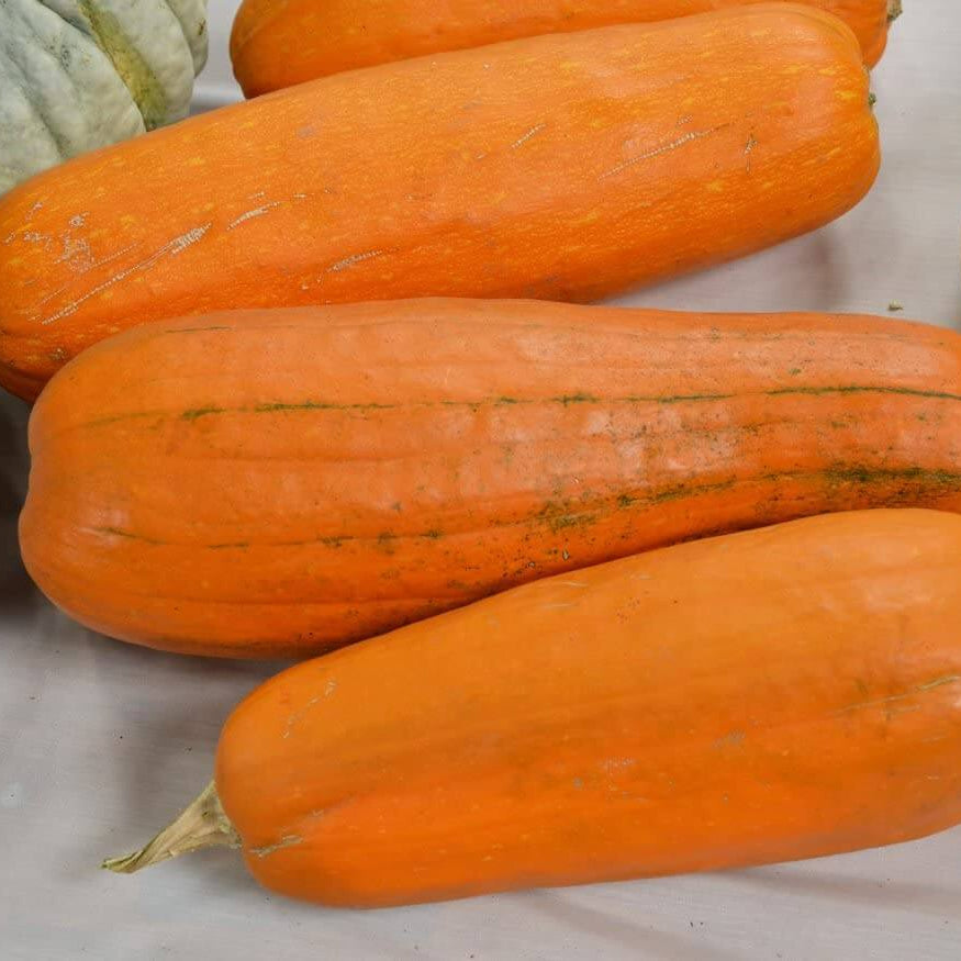 Long Pie Pumpkin Seeds