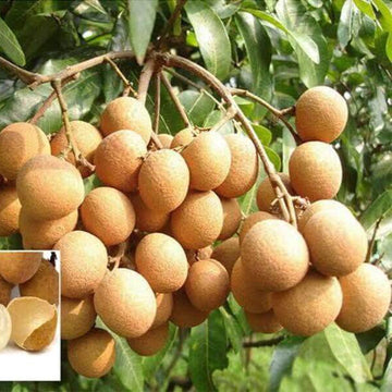 Longan Seeds - Golden Yellow