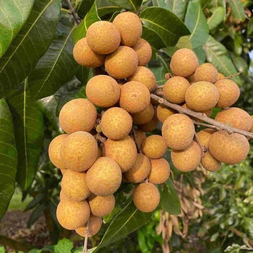Longan Seeds - Lush
