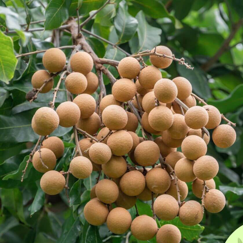 Longan Seeds - Lush