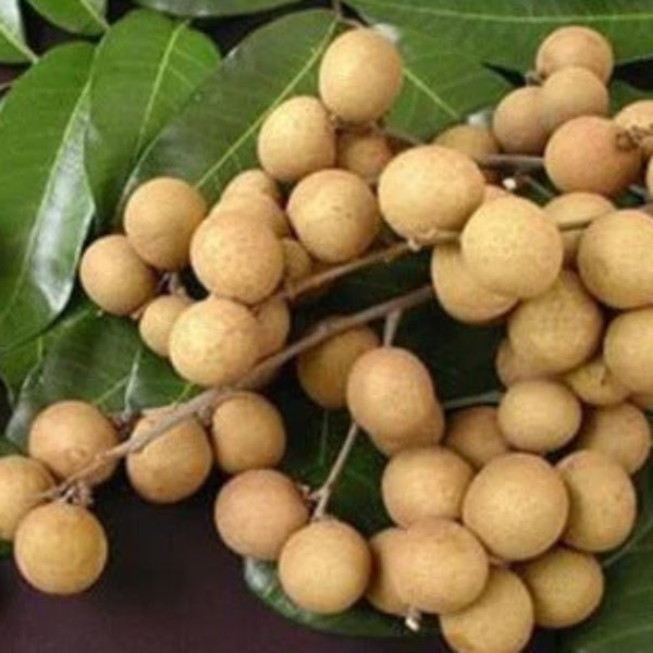Longan Seeds