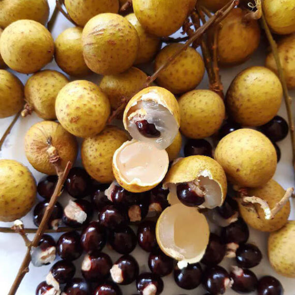 Longan Seeds