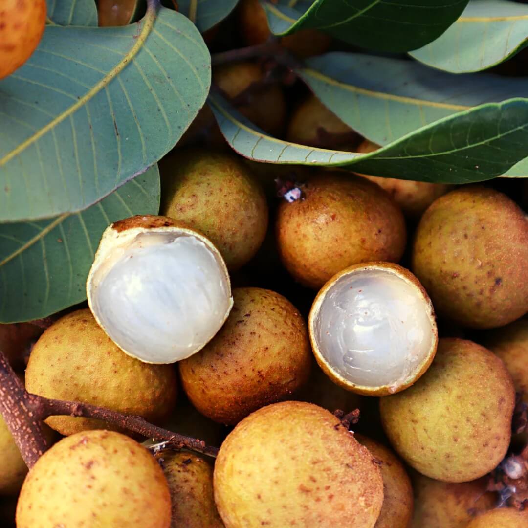 Longan Seeds - All In One For Home Gardens