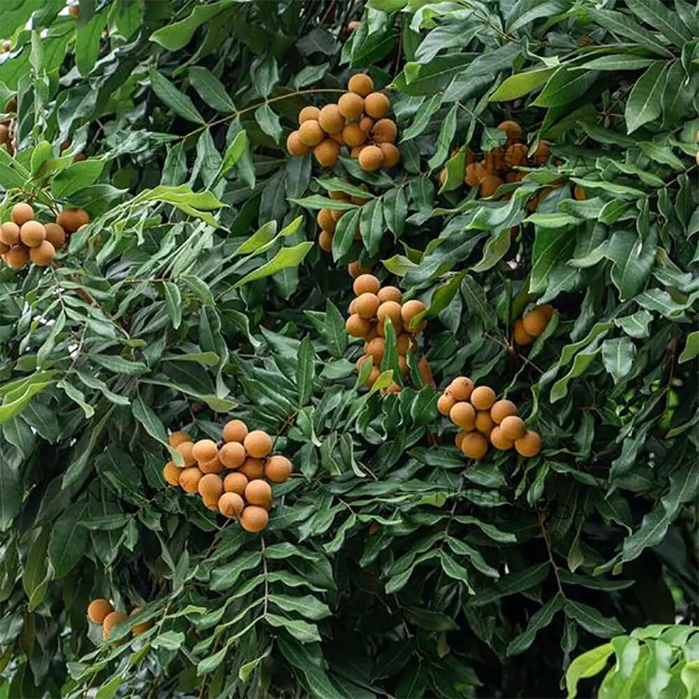 Longan Seeds - All In One For Home Gardens