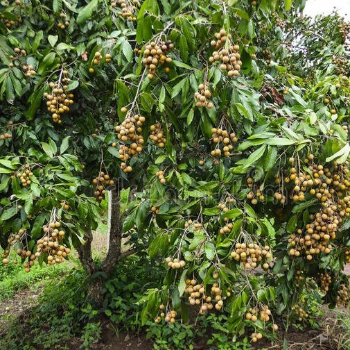 Longan Seeds - All In One For Home Gardens