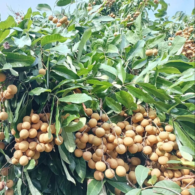 Longan Seeds - All In One For Home Gardens
