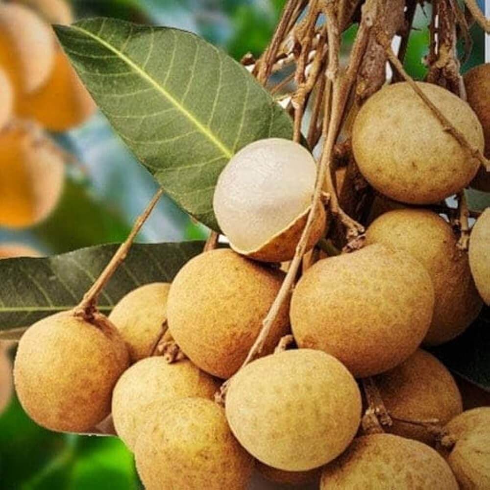 Longan Seeds - Golden Yellow