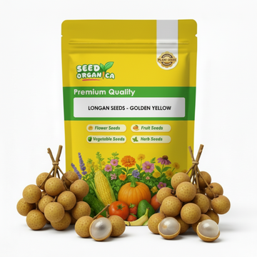 Longan Seeds - Golden Yellow