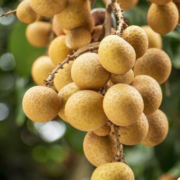 Longan Seeds - Lush