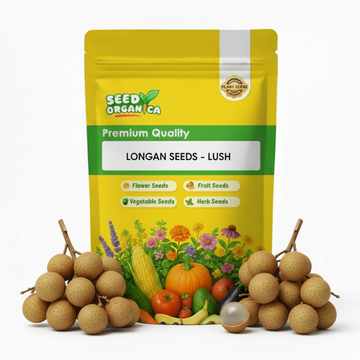 Longan Seeds - Lush
