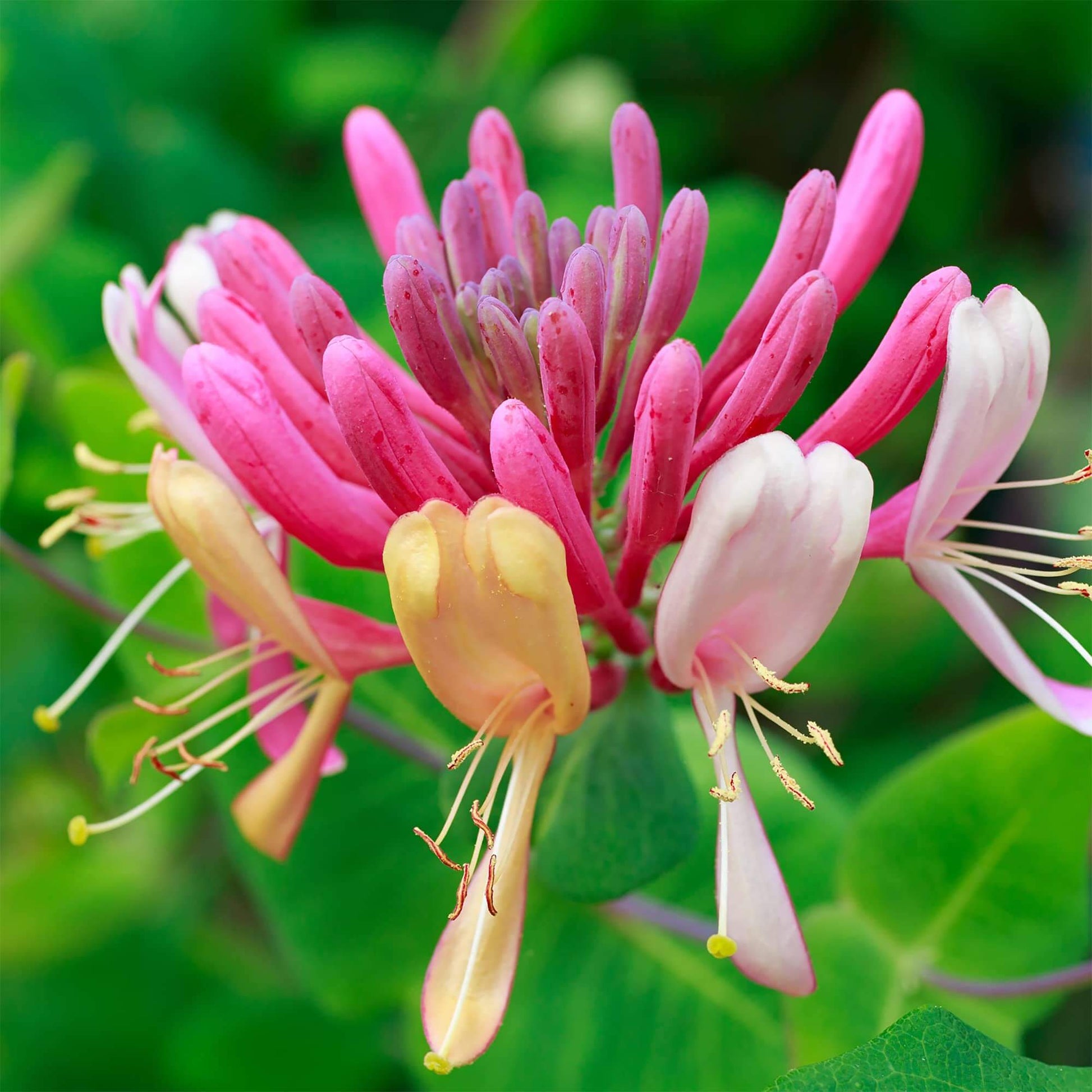 Lonicera Seeds – Wildflower Mix