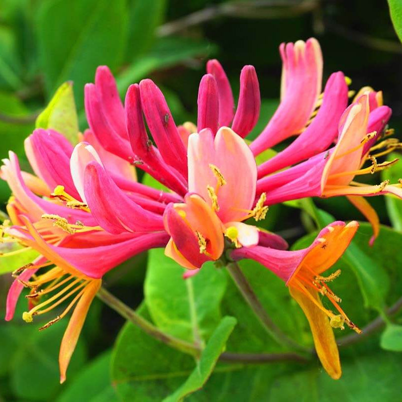 Lonicera Seeds – Wildflower Mix