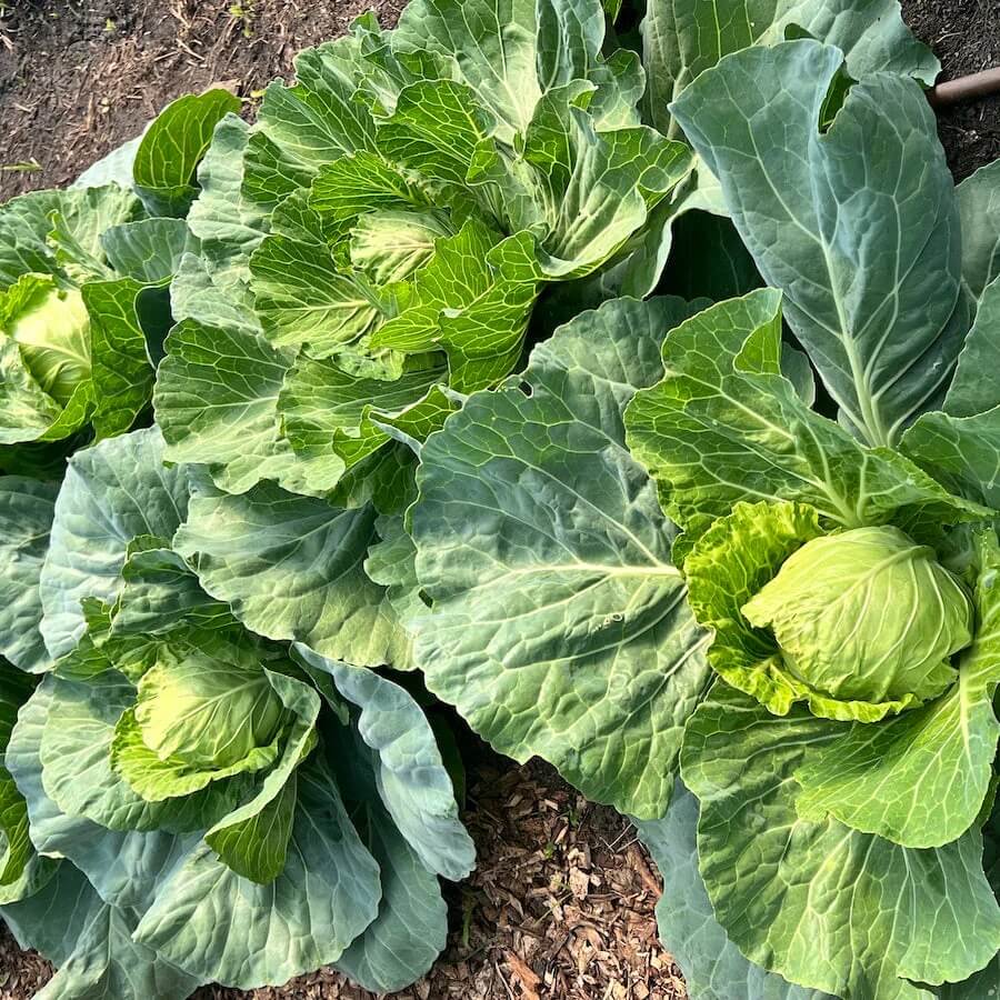 Loose Leaf Cabbage and Lettuce Seeds