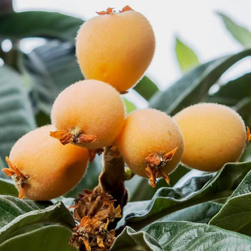 Loquat Seeds - Fruit Plant for Home Gardens